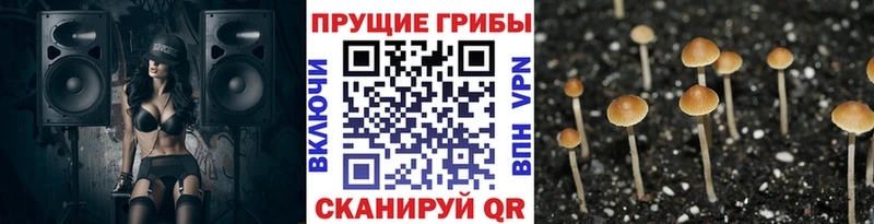 Псилоцибиновые грибы MAGIC MUSHROOMS Купить где Мосальск
